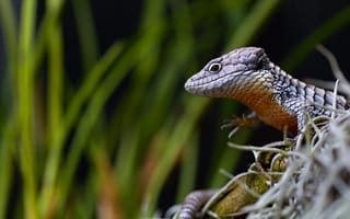 Картинка трава, взгляд, ящерица, лапки, портрет, темный, поза