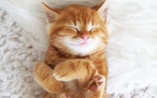 Картинка kitten, мордочка, котенок, рыжий, cat
