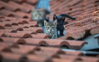 Картинка котята, взгляд, крыша, глаза