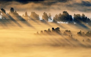 Картинка утро, туман, свет, поле
