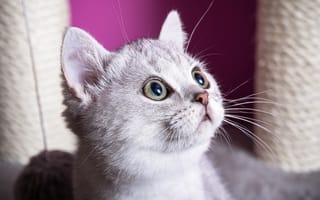 Картинка кошка, свет, мордочка, портрет, глаза, взгляд, морда, котёнок, котенок, белый, розовый