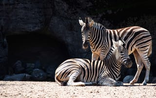 Обои взгляд, темный, две, свет, грот, пара, скалы, морды, зебры, поза, зебра, зоопарк, камни, лежит, две зебры