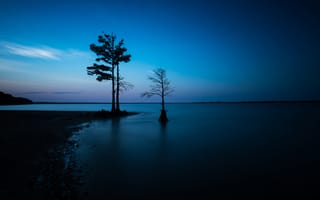 Картинка ночь, море, дерево