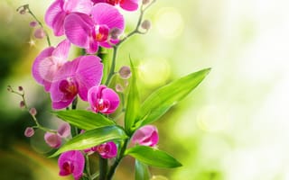 Картинка orchid, flowers, reflection, bloom, орхидея, water