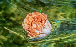 Обои цветок, в воде, свет, зеленая, вода, капли, бутон, оранжевая, роза