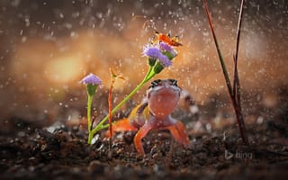 Картинка гекон, капли, насекомое, цветок, ящерица, Индонезия, дождь, растение