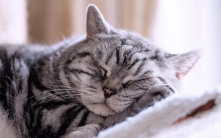 Картинка спящий кот, отдых, кот, сон