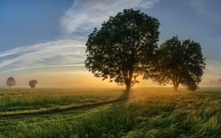 Картинка поле, деревья, Германия, рассвет, Бавария, утро
