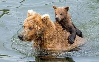 Картинка вода, медведица, купание, медвежонок, медведи, Гризли