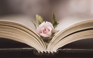 Обои роза, цветок, книга