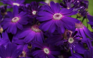 Картинка фиолетовый, цветы, много, лепестки, Остеоспермум, крупный план, кусты