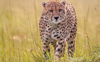 Картинка гепард, хищник, дикая кошка, трава