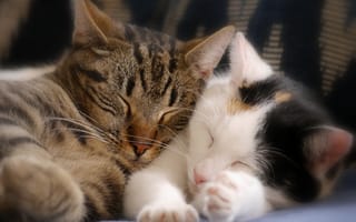 Картинка спящие котята, сон, котята, парочка