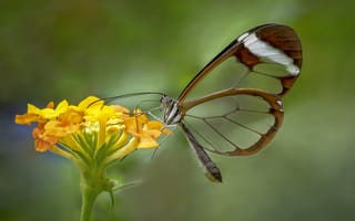 Картинка цветок, стеклокрылка, Greta oto, бабочка