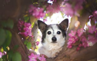 Картинка собака, дерево, морда, взгляд, цветки