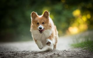 Картинка Вельш-корги, собака, прогулка, бег, радость, настроение