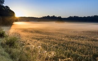 Картинка утро, поле, свет, туман