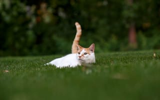 Картинка кошка, котейка, трава, лужайка, отдых, хвост