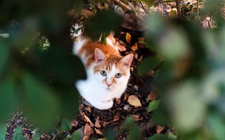 Картинка кошка, котейка, взгляд, листья, мордочка