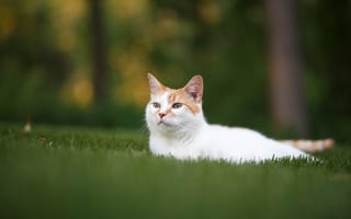 Картинка кошка, котейка, трава, мордочка, отдых, лужайка