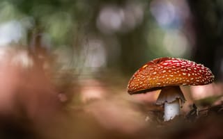 Картинка листья, природа, мухомор, грибы, размытие, боке, шляпка