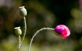 Картинка цветы, маки, flowers, Мак