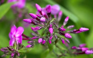 Картинка цветы, Флокс, бутоны флокса