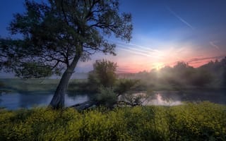 Картинка солнце, река, травы, природа, Андрей Чиж, туман, берега, Истра, утро, пейзаж, лучи, рассвет, деревья