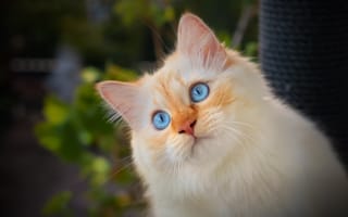 Обои кошка, портрет, котёйка, голубые глаза, мордочка, взгляд