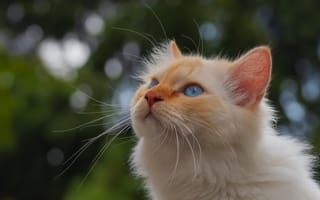 Картинка кошка, голубые глаза, боке, портрет, мордочка, котёйка