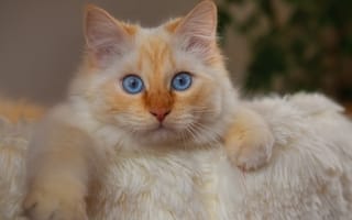 Картинка кошка, лапки, портрет, взгляд, голубые глаза, мордочка, котёйка