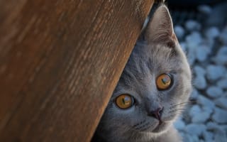Картинка взгляд, котёнок, мордочка, Британская короткошёрстная кошка