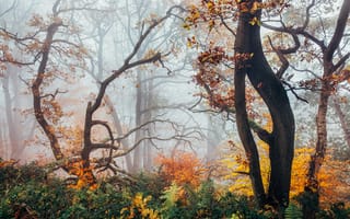 Картинка осень, лес, Peak District, Англия, дымка