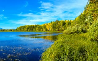Картинка Сибирь, голубое, река, деревья, лес, небо, трава