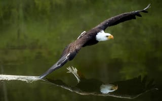 Обои Белоголовый орлан, отражение, вода, полёт, хищник, крылья, птица, ястреб