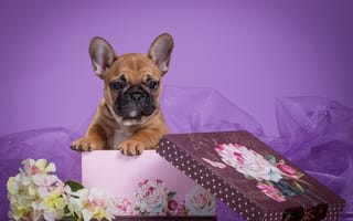 Картинка французский бульдог, вуаль, цветы, коробка, щенок