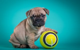 Картинка французский бульдог, мяч, щенок