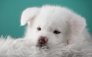 Картинка акита, японская, белый, щенок, портрет, мордочка