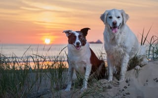 Картинка собаки, песок, закат, море