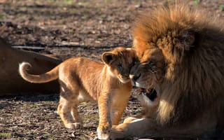 Картинка львы, львёнок, отцовство, любовь, лев, детёныш