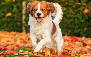 Картинка Коикерхондье, осень, листья, настроение, собака, радость