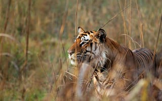Картинка кошка, бенгальский тигр, хищник