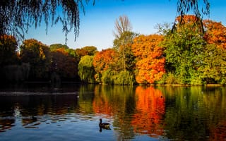 Картинка Осень, деревья, autumn, утки, озеро, Индия