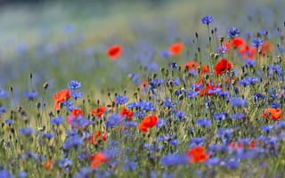 Обои поле, поляна, луг, много, цветы, васильки, красные, синие, маки, боке, лето