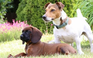 Картинка Баварская горная гончая, лужайка, собаки, щенок, Джек Рассел Терьер