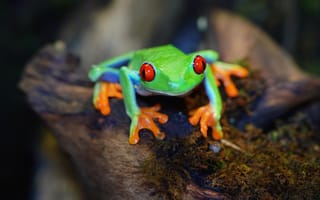 Картинка взгляд, зеленый, мох, темный, красноглазая квакша, лягушка, боке