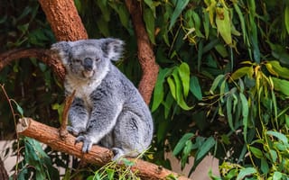 Картинка зелень, деревья, природа, ветки, коала, листва