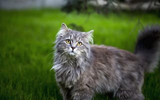 Обои кошка, взгляд, серый, лужайка, морда, пушистый, трава, кот