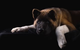 Картинка американская акита, пёс, грусть, морда, портрет