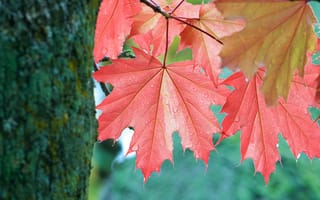 Картинка осень, листья клёна, ствол, клён, листок, осенние, краснеющие, дерево, кленовые листья, листья
